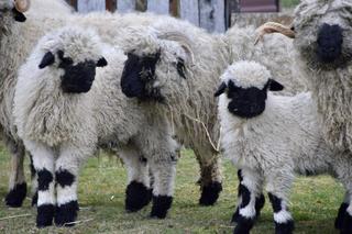 Zoo w Wojciechowie wybudziło się z zimowego snu. Sprawdźcie nowości
