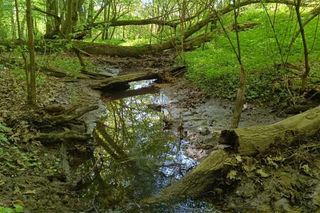 Nowy rezerwat blisko Bydgoszczy. Co można podziwiać na Zboczach Świętopełka? Jak tam dotrzeć? 