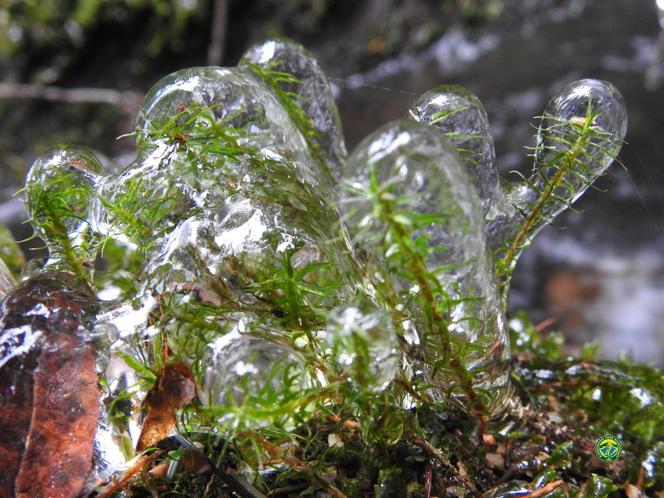 Takie cuda w Karkonoszach. Natura wystroiła rośliny w kryształowe bombki 