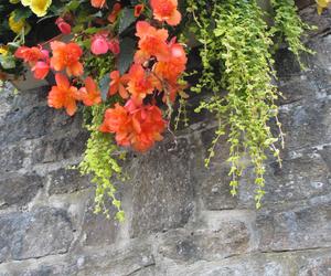 Begonia bulwiasta