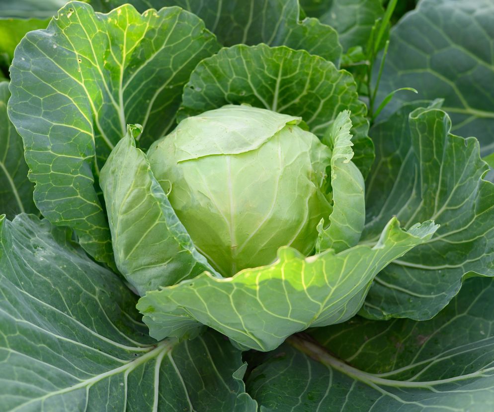 Młoda kapusta na ciepło – 15 pomysłów, które podkręcą każdy wiosenny obiad