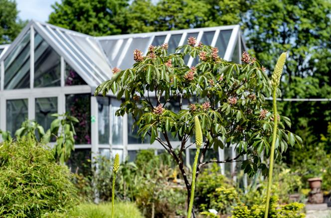 Miniarboretum powstało w Bytomiu. Miasto zaprasza uczniów i przedszkolaków