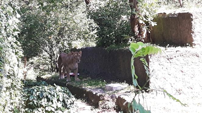 Dzień Wielkich Kotów w łódzkim zoo