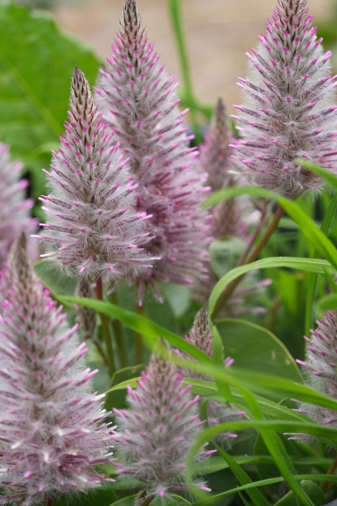 Ptilotus exaltatus 