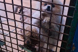 Pseudohodowla w Kołobrzegu