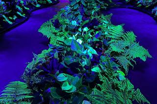 Powstało serum, które sprawia, że rośliny świecą w ciemności. Zastąpią uliczne latarnie?