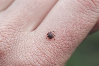 Kleszcze atakują na potęgę. Czy lekarz POZ skieruje na darmowe badania w kierunku boreliozy?