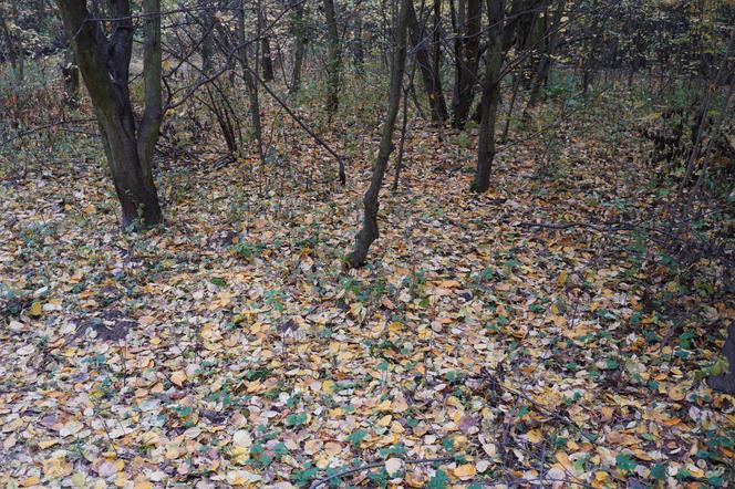 Rezerwat przyrody Żurawiniec w Poznaniu zachwyca także jesienią. Piękne zdjęcia złotej, polskiej jesieni
