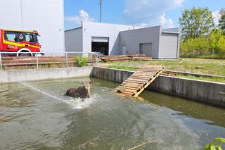 Biedne zwierzę zostało uwięzione w wodzie po kolana