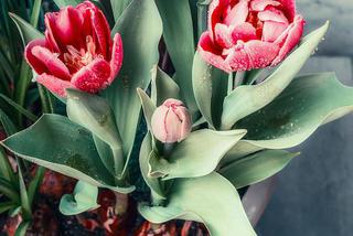 Tulipany w doniczce
