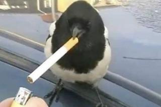 Memy o Kielcach i Świętokrzyskiem. Jest scyzoryk, tramwaj i Pan Kleks