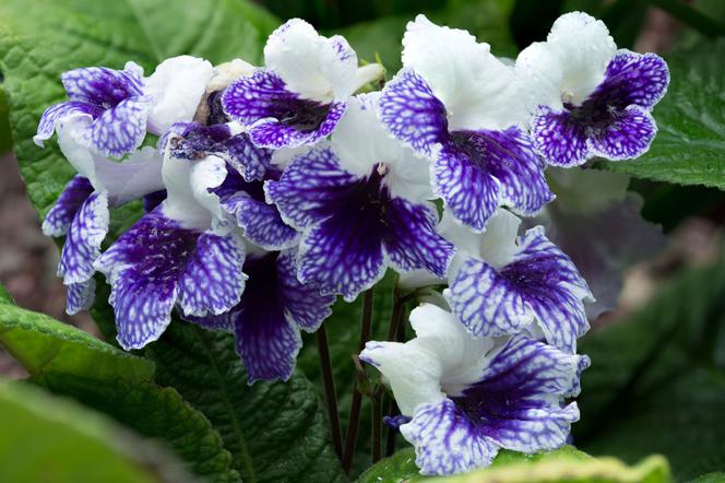 Streptocarpus