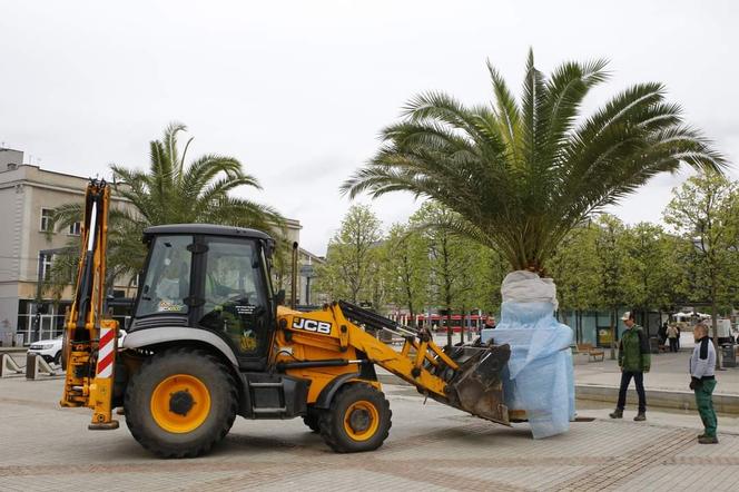 Palmy oficjalnie wróciły na katowicki Rynek. Witamy ponownie w Las Palmas de Katowice