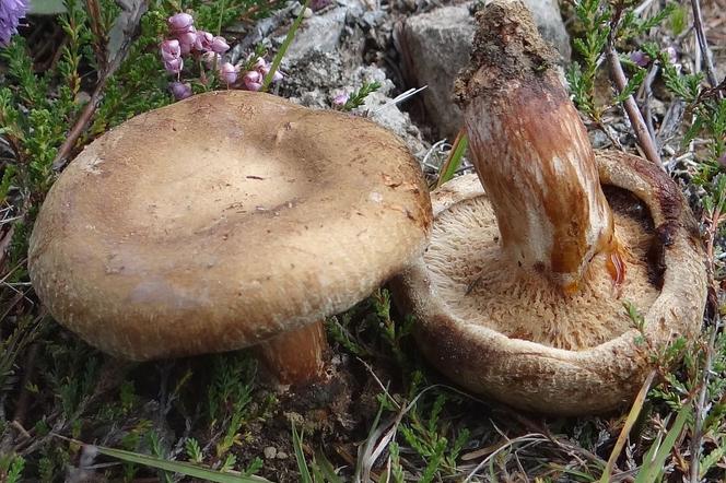 Ten grzyb kiedyś był jadalny, dzisiaj jest śmiertelnym zagrożeniem