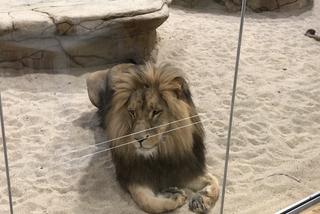 Lwy w opolskim zoo