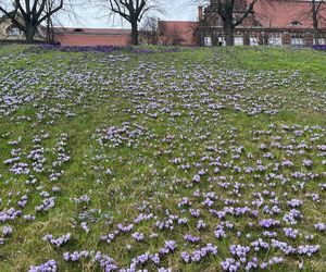 Krokusy na Wałach Chrobrego