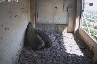 W gnieździe sokołów jest pierwszy potomek