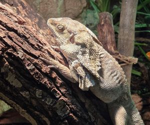 Egzotyczny świat na wyciągnięcie ręki! Zaglądamy do akwarium-terrarium w Myślęcinku