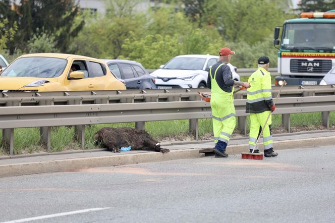 Warszawa sparaliżowana! Karambol po potrąceniu dzika. Kosmiczny korek aż do Marsa