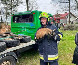 Strażacy uratowali kozę
