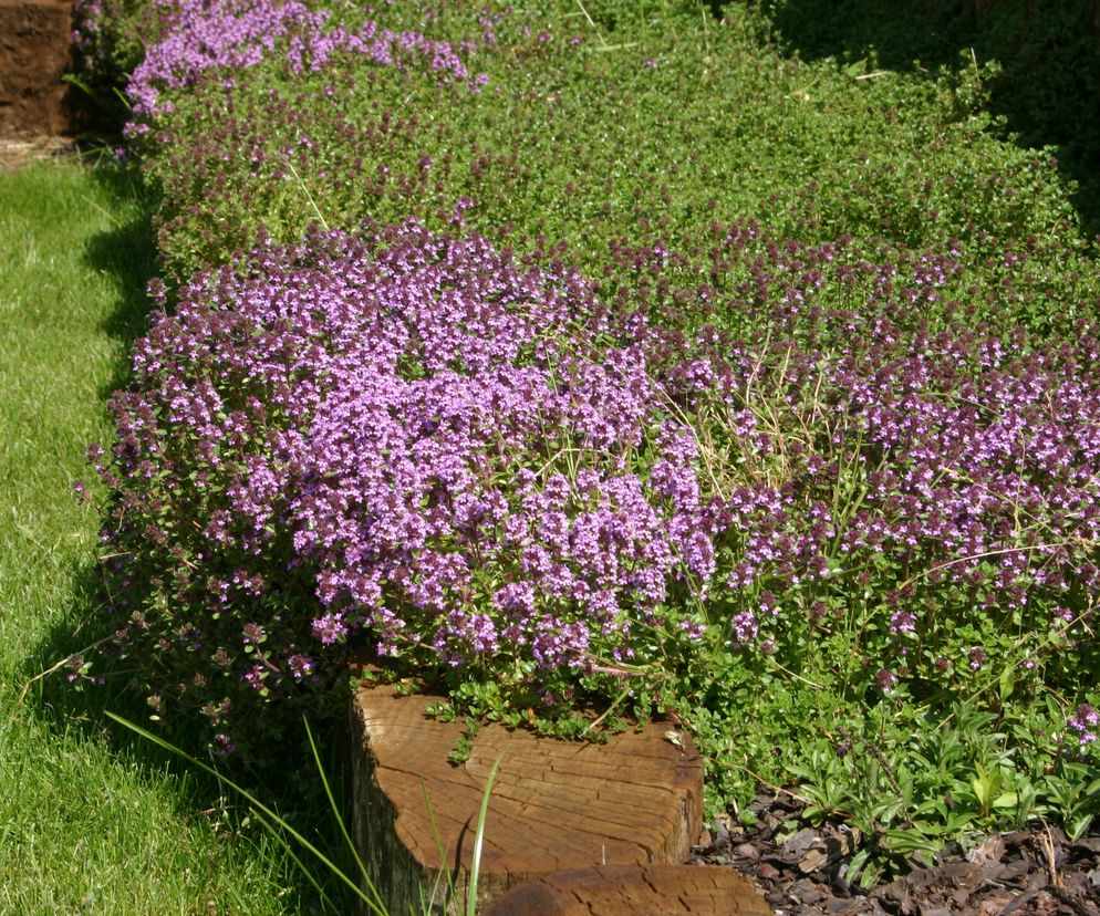 Macierzanka piaskowa 
