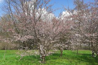 Łódzki Ogród Botaniczny obchodzi 50-lecie. To miejsce rozkwita i czeka na gości