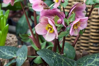 Byliny do cienia i półcienia