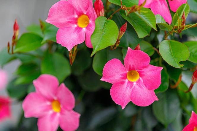 Mandevilla