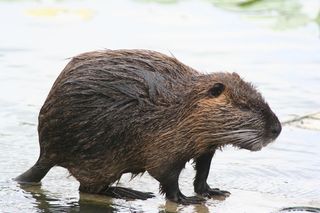 „Obcy” znikną z Krakowa. Ruszą planowane odłowy
