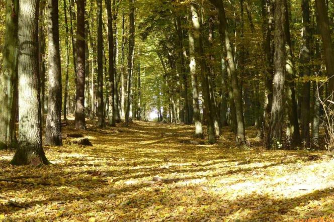 Szlak na Górę Dębową zachwyca jesienią. Rosną tam 100-letnie drzewa. Zobacz zdjęcia