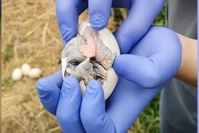 Cesarskie wyklucie bociana