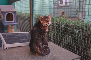 Tak dużo kotów dawno tam nie było. Schronisko w Henrykowie koło Leszna zaprasza na dni otwarte