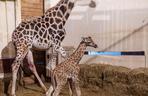 Nowy mieszkaniec łódzkiego zoo! Trudne początki młodej żyrafy