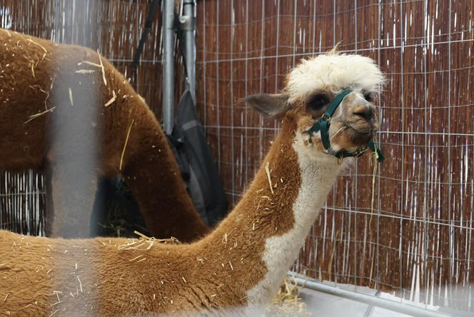 ZooPark ponownie przyciągnął do Targów Lublin tłumy miłośników zwierząt