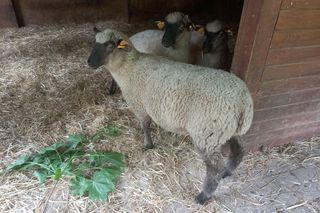 Mini ZOO w Lesznie ma nowych mieszkańców. To owce, konie i osioł