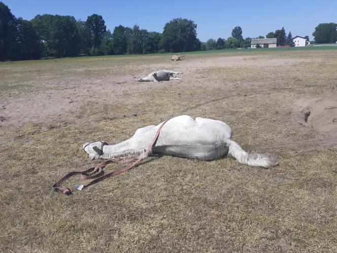 Tajemnicza śmierć 11 koni! Dramatyczne wydarzenia na pastwisku w powiecie kolskim