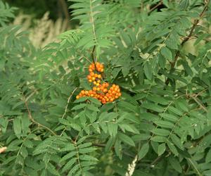 Jarząb pospolity - Sorbus aucuparia