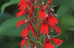 Lobelia szkarłatna