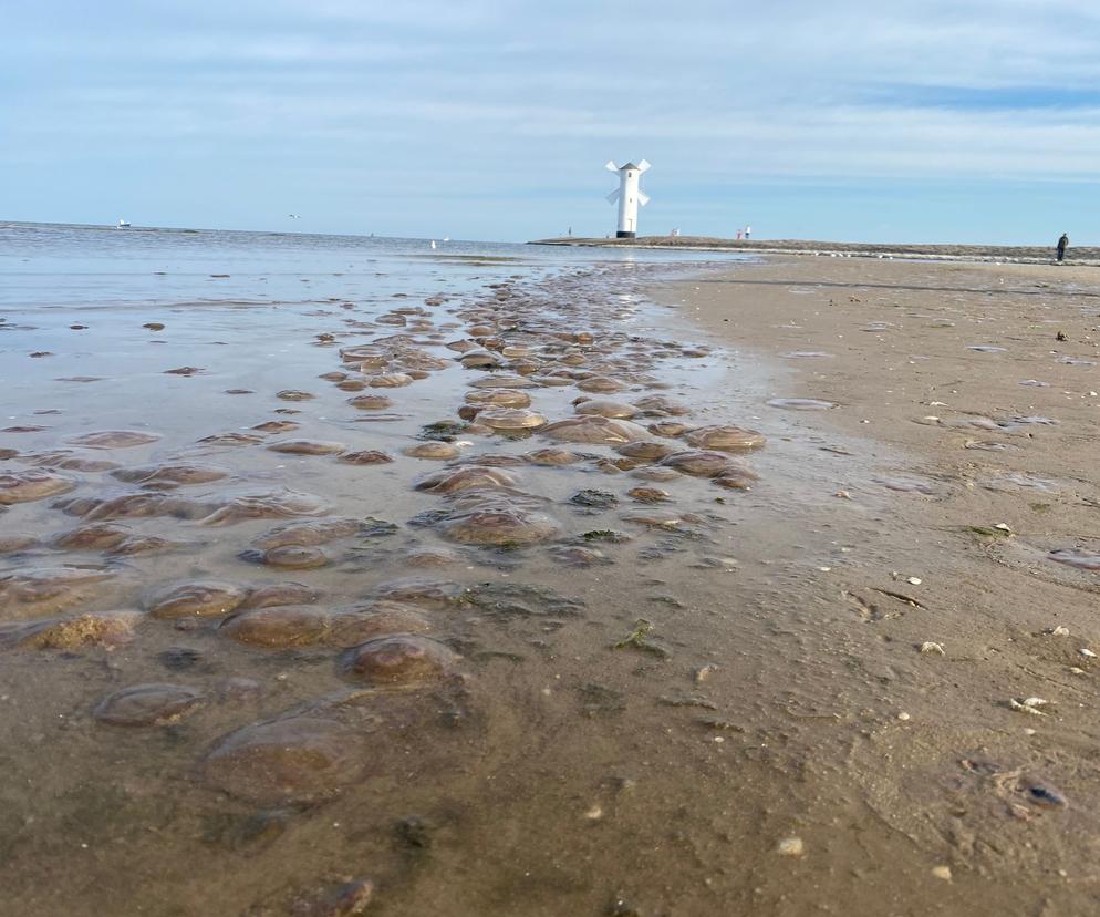 Krążkopławy opanowały świnoujską plażę. To prawdziwa inwazja!