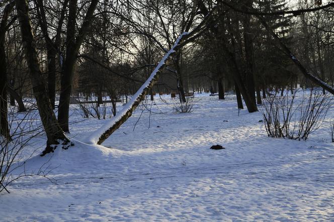Park Ludowy w Lublinie oprószony śniegiem. Zobacz zdjęcia ze spaceru!