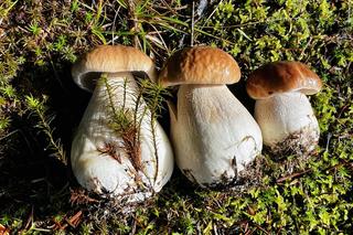 Ostatnia szansa na takie grzyby 