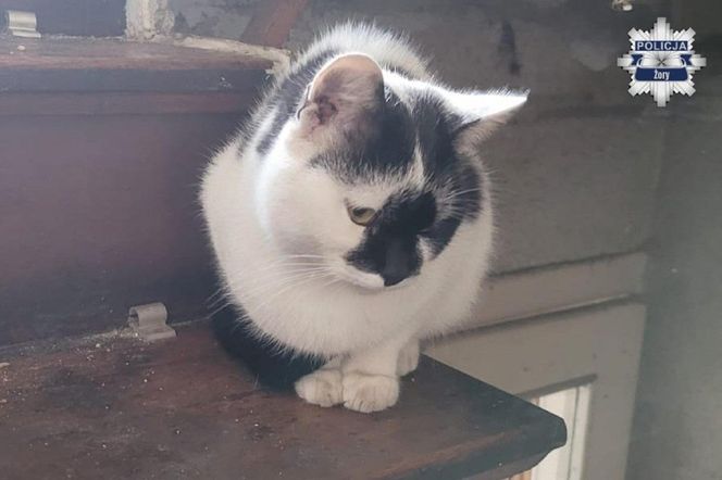 Weszli do środka budynku i zamarli. W środku konały koty, jeden nie przeżył