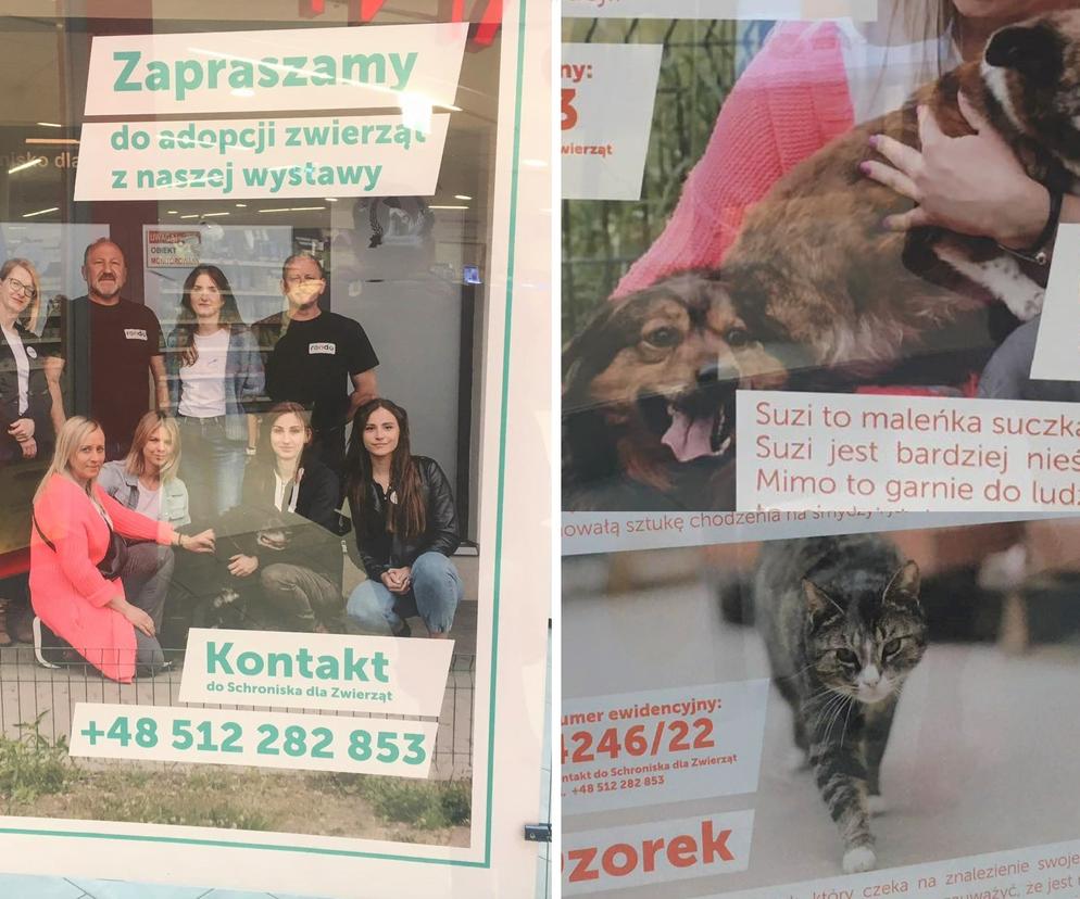 Pod zdjęciem znajdują się podstawowe informacje. Imię czworonoga, wiek, a także historia