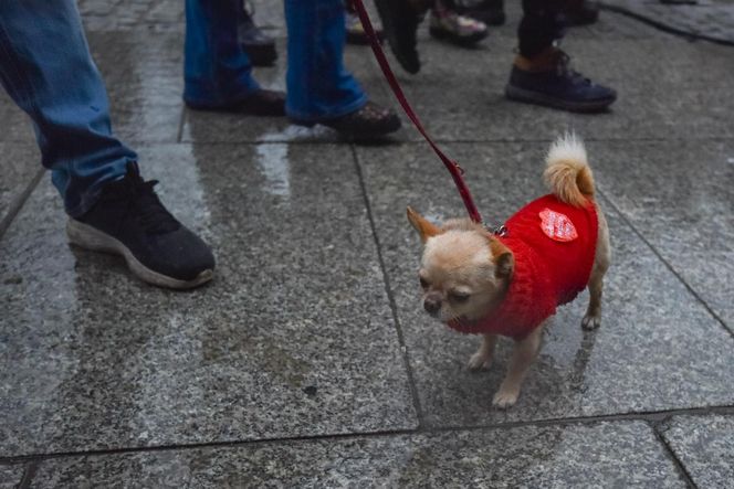 WOŚP 2025 w Toruniu. 33. Finał Wielkiej Orkiestry Świątecznej Pomocy - zdjęcia mieszkańców i gości ze starówki