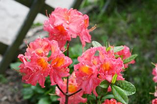 Azalia wielkokwiatowa 'Juanita' - Rhododendron 'Juanita'
