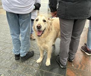 WOŚP 2024 w Krakowie. Grupa Golden Retriever opanowała cały Rynek Główny!