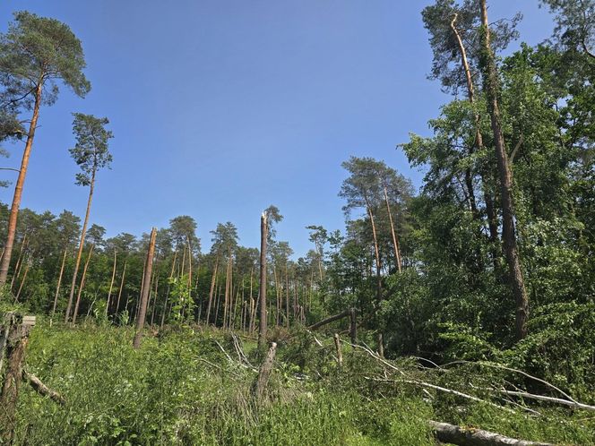 Nadleśnictwo Ostrowiec Świętokrzyski