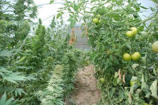 Bracia z Czarnkowa uprawiali marihuanę w tunelu foliowym wśród pomidorów