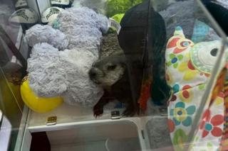 Świstak schował się w maszynie z zabawkami