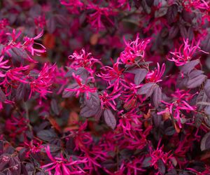 Loropetalum chińskie